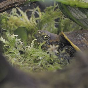 Vietnamese box turtle