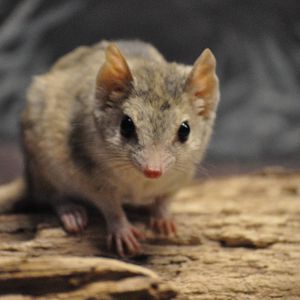 Kowari (Dasycercus byrnei)