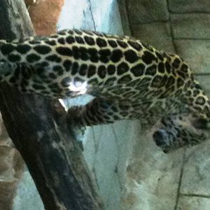 Jaguar Cub - Sept. 2012