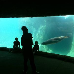 Sea Lion Cove - underwater viewing