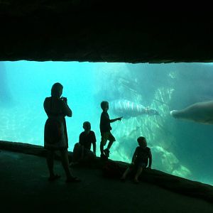 Sea Lion Cove - underwater viewing
