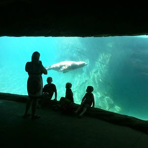Sea Lion Cove - underwater viewing