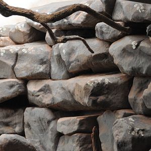 Enclosure for Cape hyrax (Procavia capensis capensis)