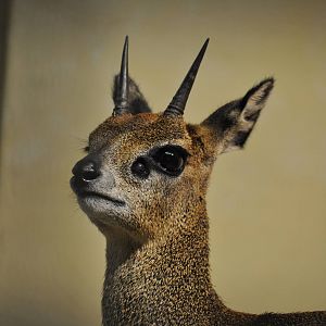 Ethiopian klipspringer (Oreotragus oreotragus saltatrixoides)