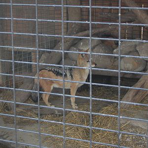 Black-Backed Jackal at Living Treasures animal Park