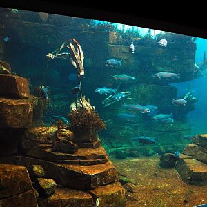 Seabird pool at Hamburg