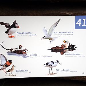 Seabird-sign at Hamburg