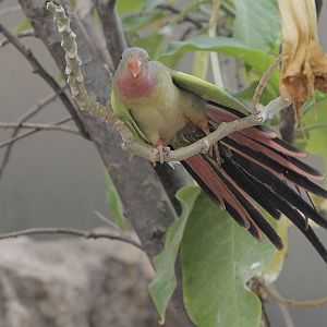 Come on shake a tail feather