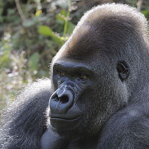 Lowland gorilla Kumbuka