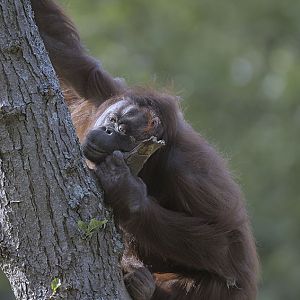 Bornean orang Chinta