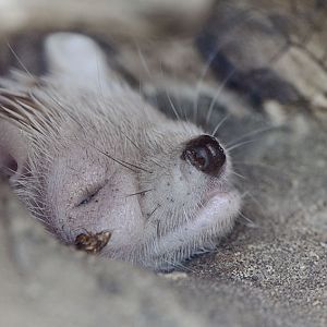 Lesser hedgehog tenrec