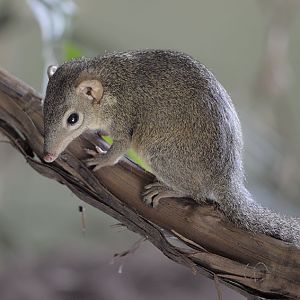 Belangers tree shrew