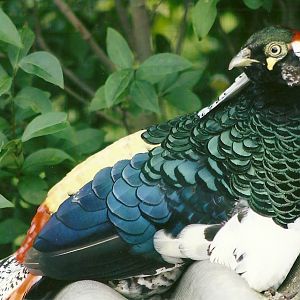 Filey Bird Garden and Animal Park 31st August 2012