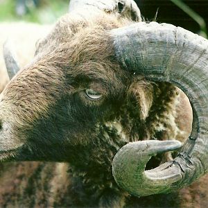 Filey Bird Garden and Animal Park 31st August 2012