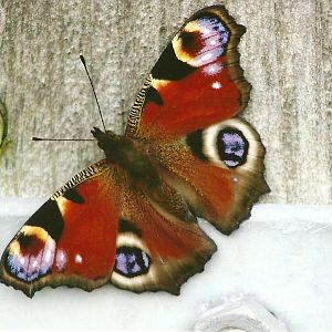 Filey Bird Garden and Animal Park 31st August 2012