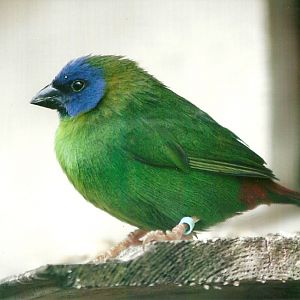 Filey Bird Garden and Animal Park 31st August 2012