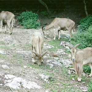 Barbary Sheep 8th September 2012