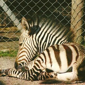 Hartmann's Mountain Zebra 8th September 2012