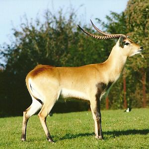 To me it is a Red Lechwe! 8th September 2012