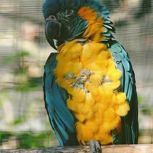 Blue-throated Macaw 8th September 2012