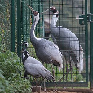 Three species of cranes