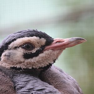 White-bellied Bustard (Eupodotis senegalensis)