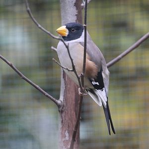 Yellow-billed Grosbeak / Chinese Grosbeak (Eophona migratoria) - male