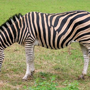 Chapman's zebra; Plzen; 2nd September 2012