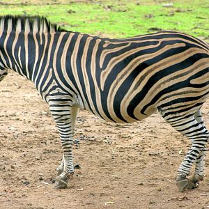 Chapman's zebra; Plzen; 2nd September 2012