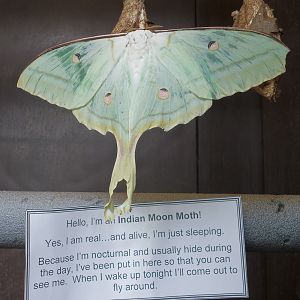 Indian Moon Moth and Signage - 03/10/2012