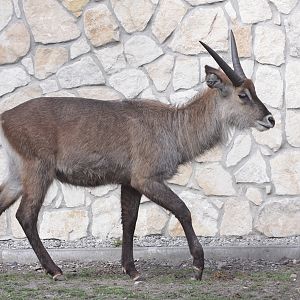Defassa Waterbuck (Kobus defassa) at Zamosc Zoo