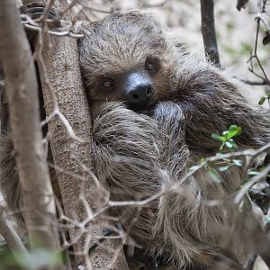 Linnaeus Two-Toed Sloth - 03/10/2012