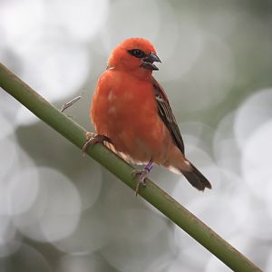 Madagascar Red Fody - 03/10/2012