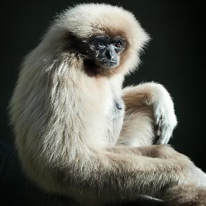 Lar Gibbon - 03/10/2012
