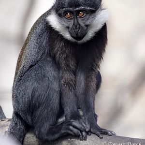 L'Hoest's Monkey (Cercopithecus lhoesti) at Zamosc Zoo.