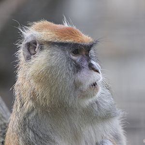 Patas Monkey (Erythrocebus patas) at Zamosc Zoo