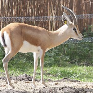 Dorcas Gazelle (Gazella dorcas neglecta) at Zamosc Zoo