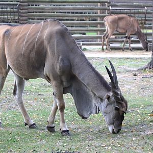 Eland (Taurotragus oryx)