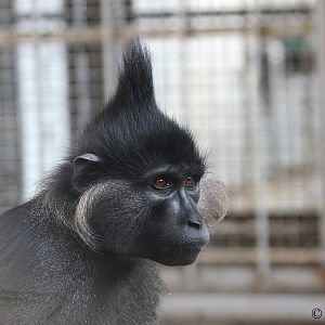 Black Mangabey (Lophocebus aterrimus)