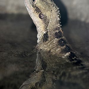 Australian Water Dragon (Physignathus lesueurii)