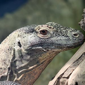 Komodo Dragon (Varanus komodoensis)