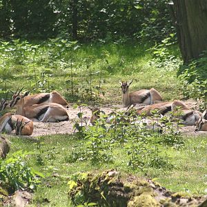 Thomson's Gazelle (Eudorcas thomsonii)