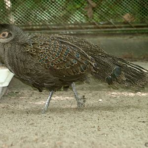 Malayan Peacock-pheasant (Polyplectron malacense)