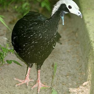 White-throated Piping-guan (Pipile grayi)