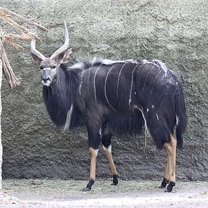 Nyala (Tragelaphus angasii)