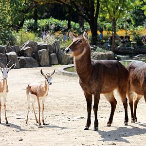 waterbuck , springbok
