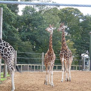 The new arrivals 3/10/12