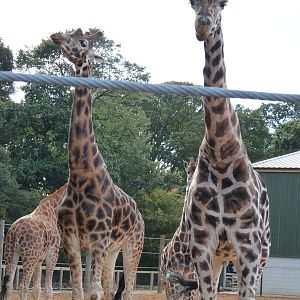 The new arrivals 3/10/12