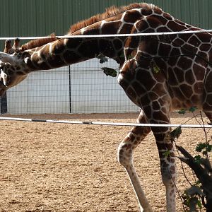 The new arrivals 3/10/12