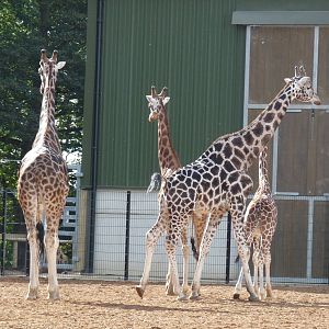 The new arrivals 3/10/12